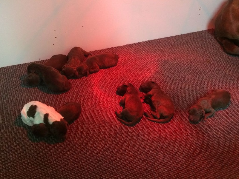 Daya et ses chiots - Juin 2014
